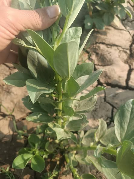 الفول عندي ليه 52 يوم الارض اول سنه بعد تجريفها وفيه فول ضعيف جدا وفيه فول يوصل ل60سنتي ورشيد لمبادا ومغذيات وطحالب وعالي الفسفور ورشيت للصدا  اي شي بيظهر بتعامل معاه
بس للاسف الفول الصغير ده ضعيف جدا وحته تظهيره بيسقط وورقه اصفر من تحت 
وظهر فيتوبلازما حوالي 14 شجره وخلعتهم 
مش عارف اخليه يفرع ويزيد النمو ازاي